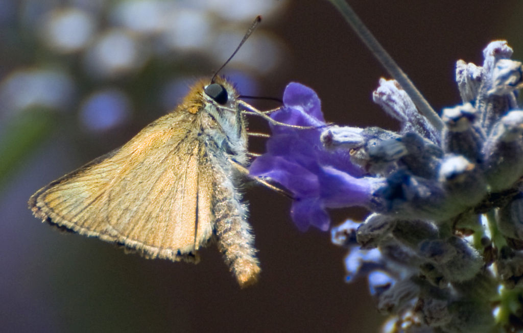 Ochlodes sylvanus (Hesperiidae)