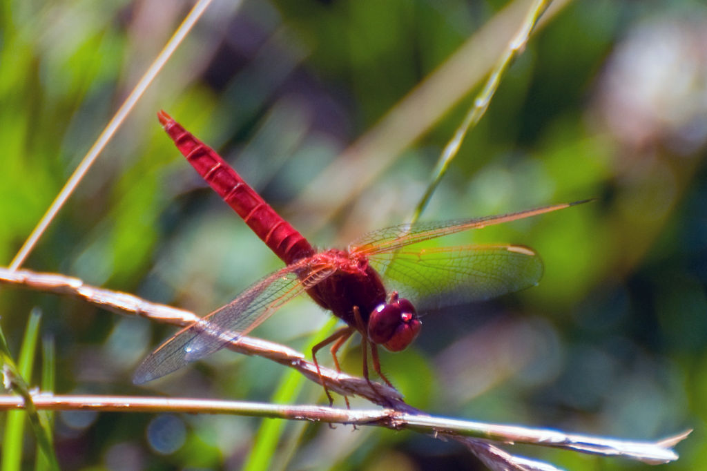 Maschio di Crocothemis erythraea