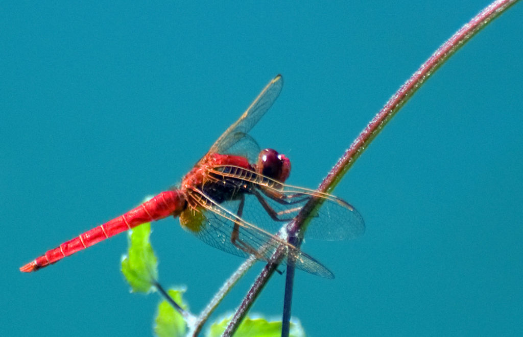 Maschio di Crocothemis erythraea