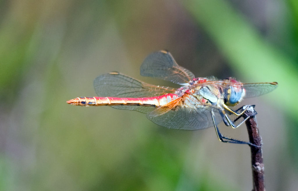 Sympetrum fonscolombii.