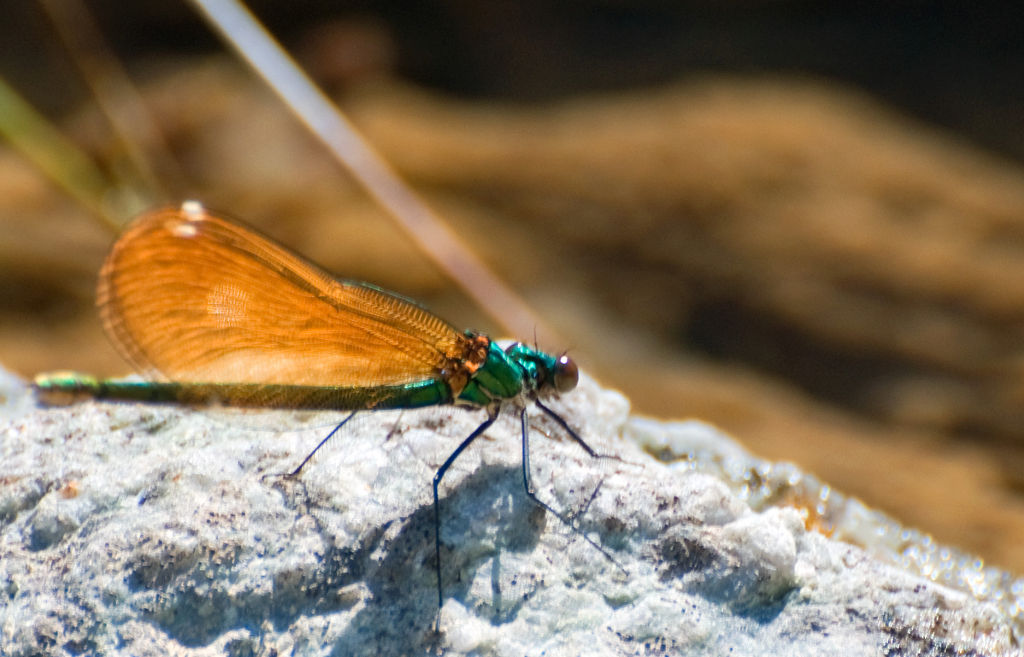 Calopteryx virgo femmina e haemorrhoidalis maschio