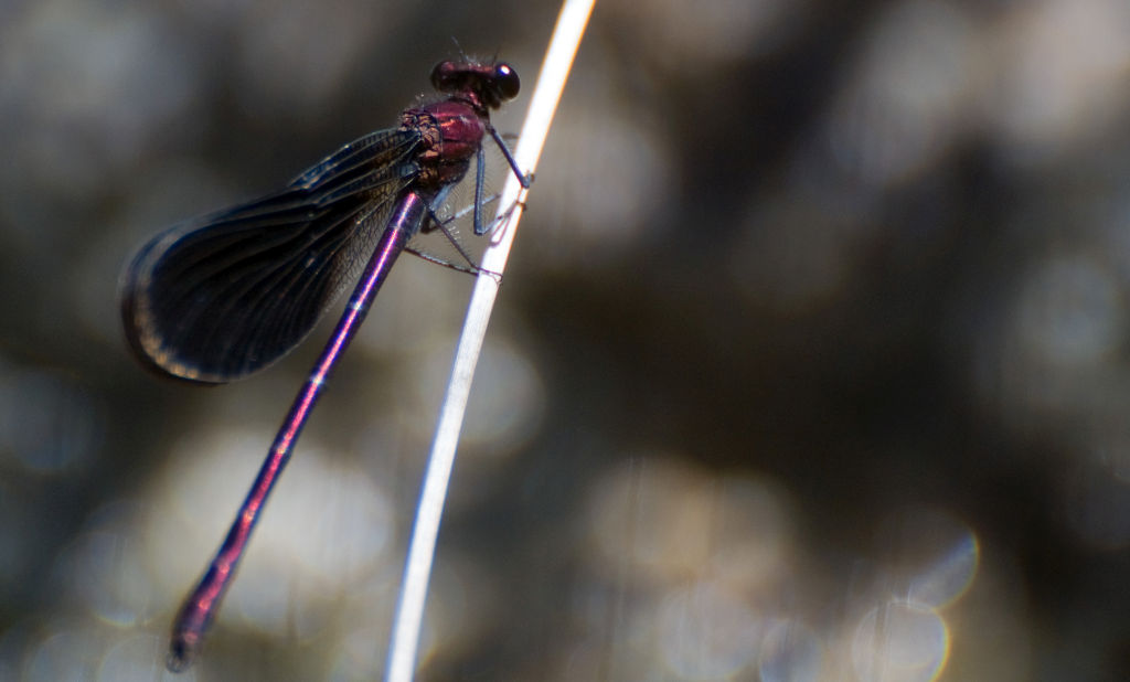 Calopteryx virgo femmina e haemorrhoidalis maschio