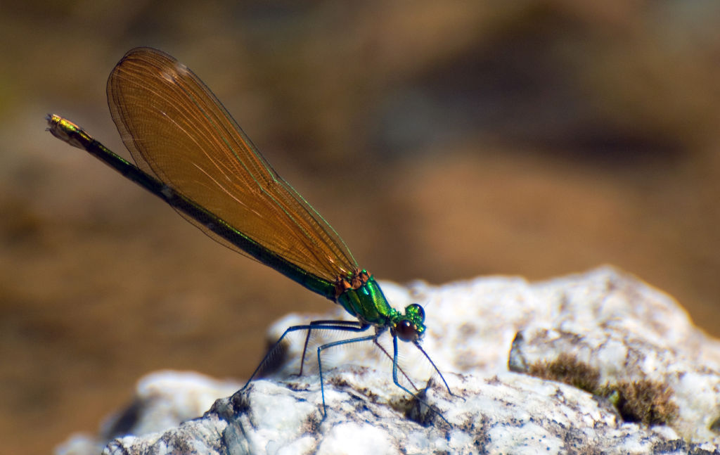 Calopteryx virgo femmina e haemorrhoidalis maschio