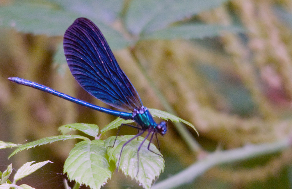 Calopteryx virgo meridionalis