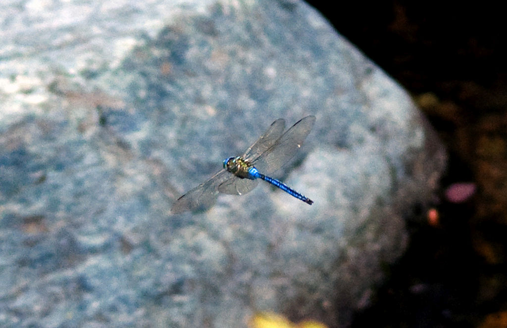 Anax imperator maschio