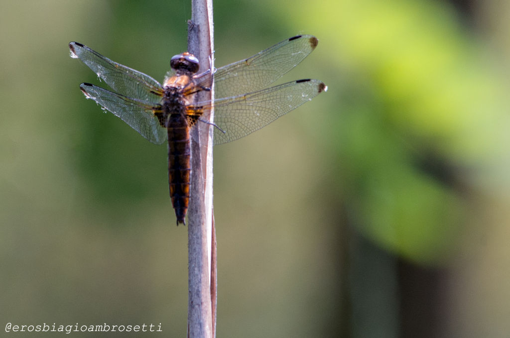 Libellula fulva?