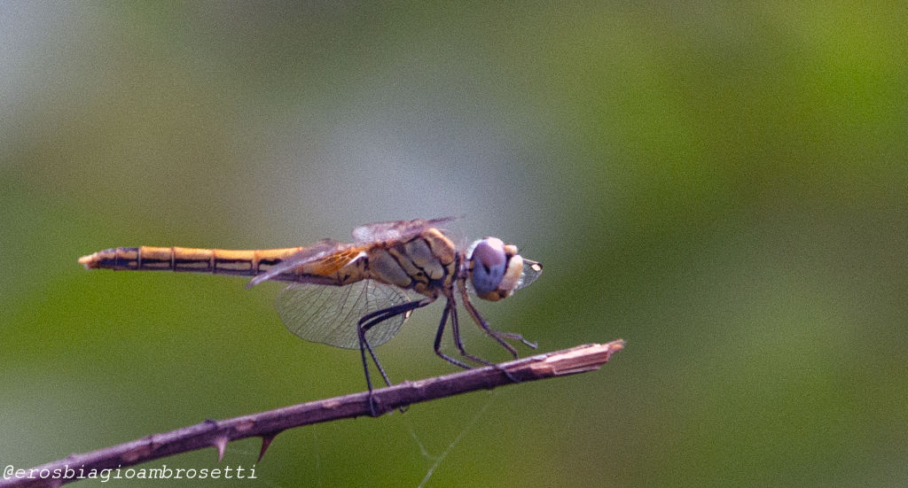 Sympetrum fonscolombii,  femmina