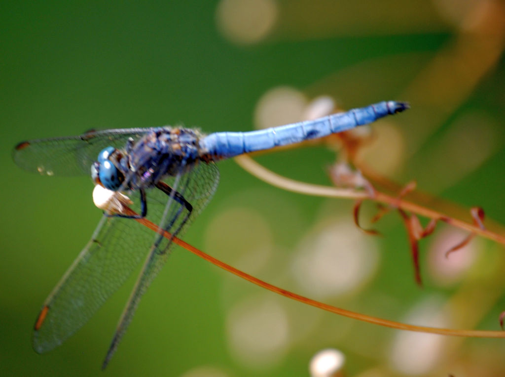 Orthetrum coerulescens, maschio