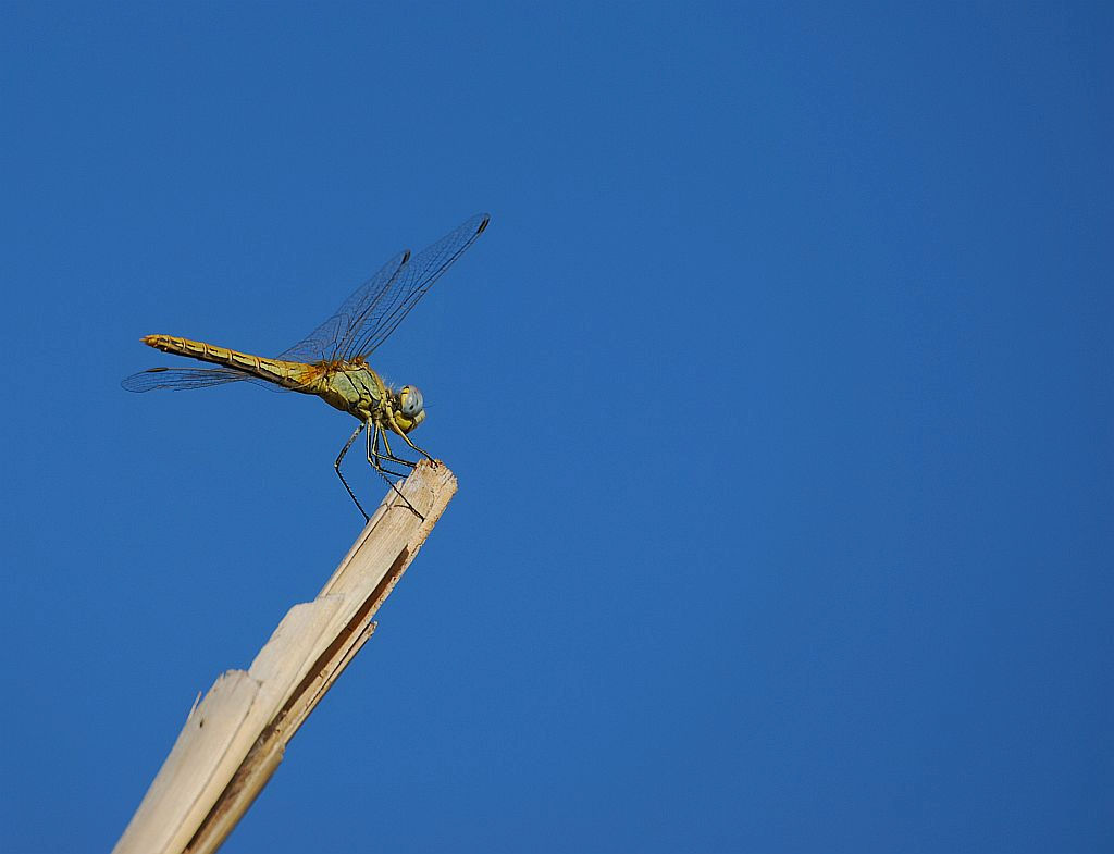 femmina di Sympetrum fonscolombii