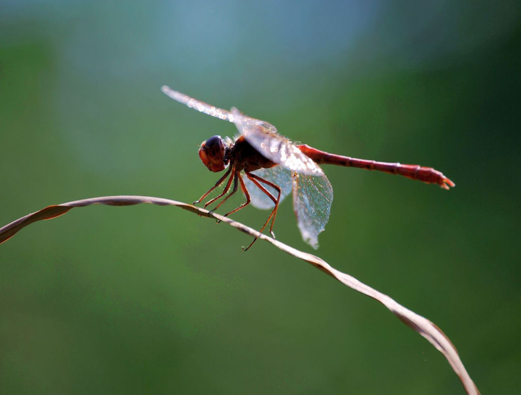 Sympetrum meridionale