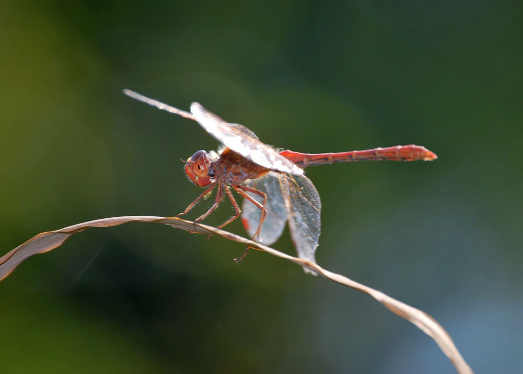 Sympetrum meridionale