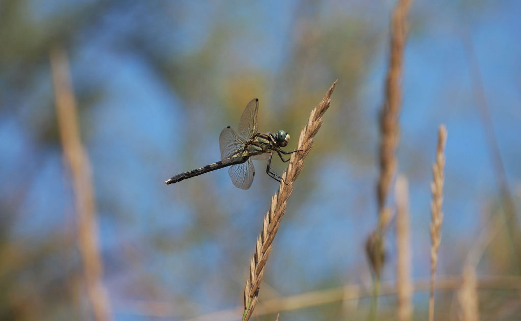 Orthetrum albistylum