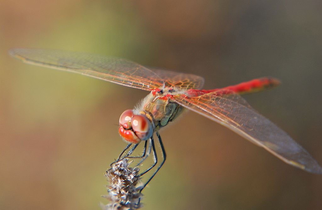 maschio di Sympetrum fonscolombii