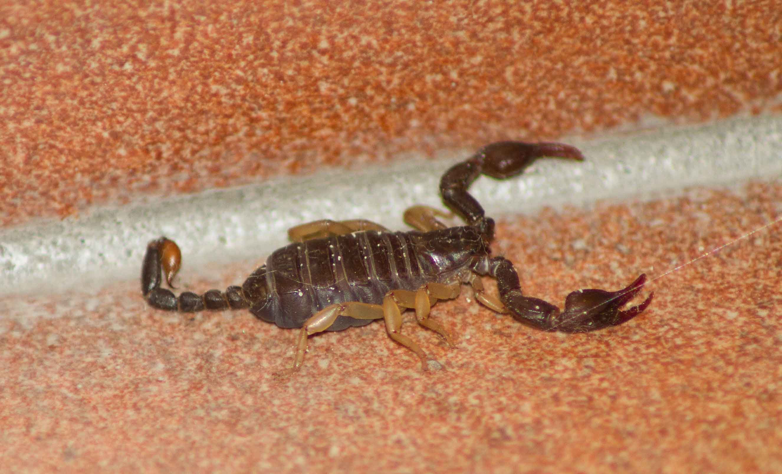 Euscorpius sp