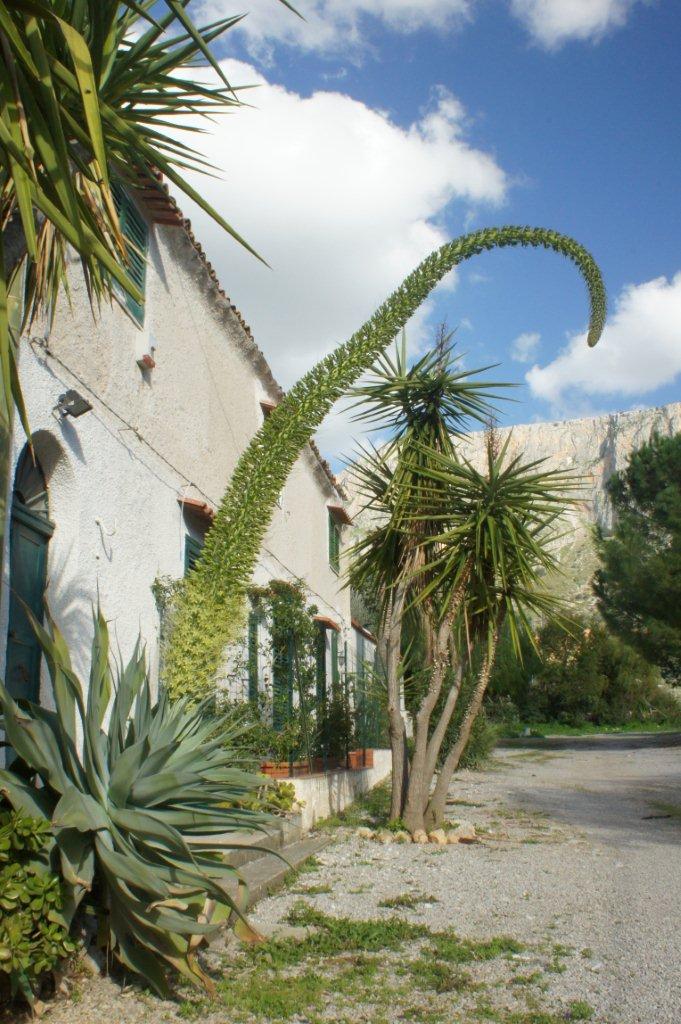 Agavaceae - Agave cfr. attenuata