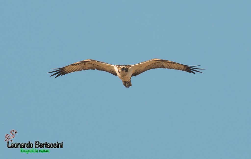 Falco pescatore - Pandion haliaetus