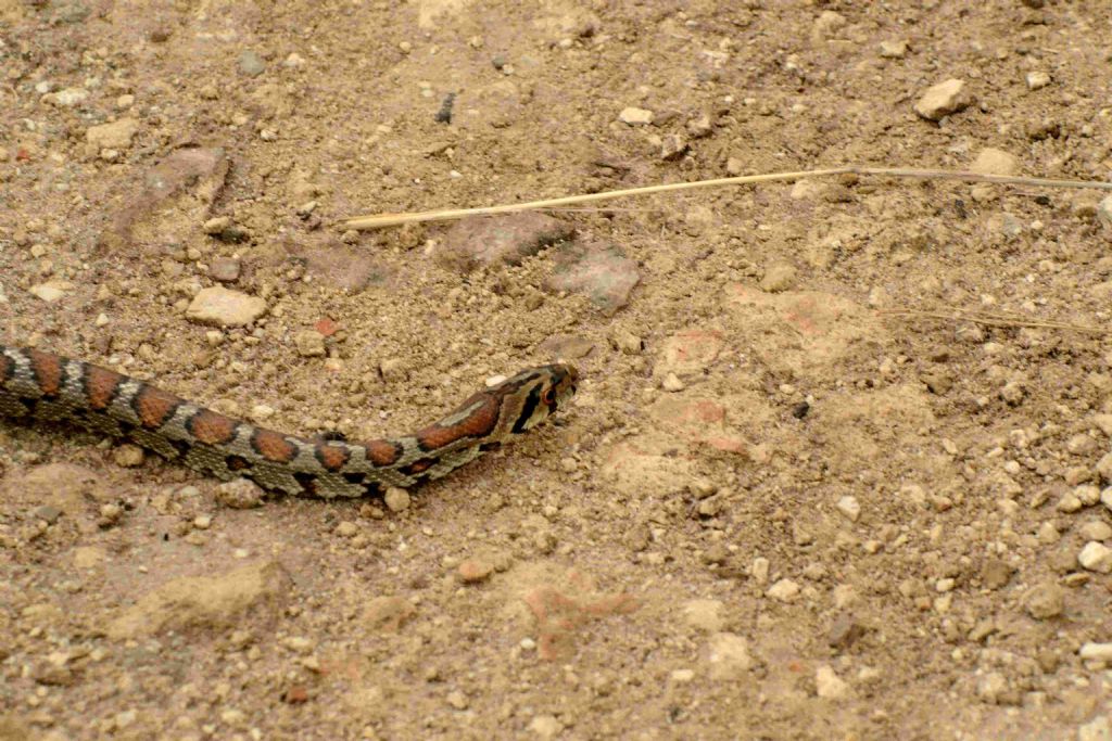 Colubro leopardino (Zamenis situla)