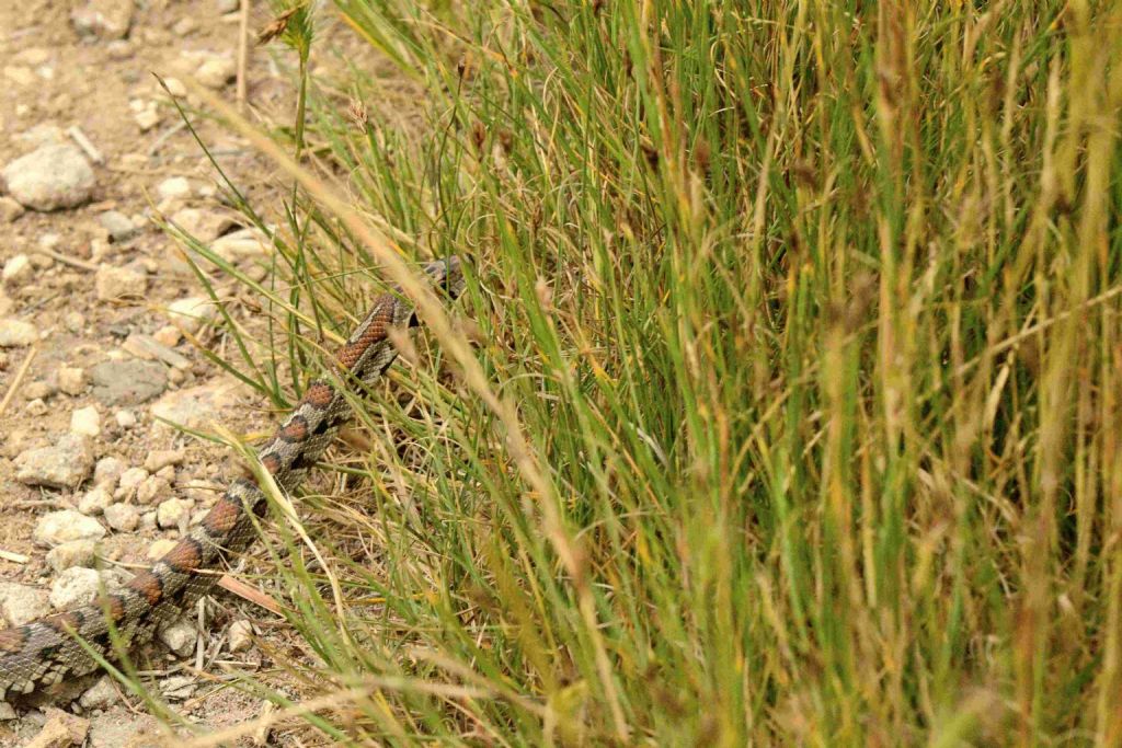 Colubro leopardino (Zamenis situla)