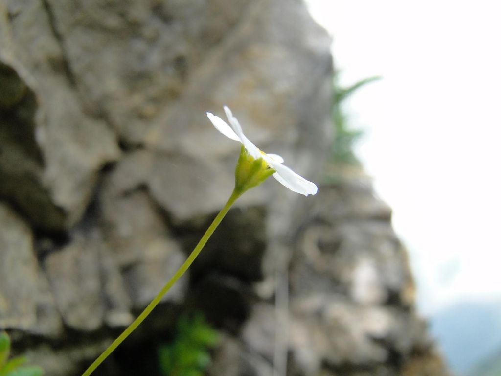 Androsace lactea / Androsace lattea