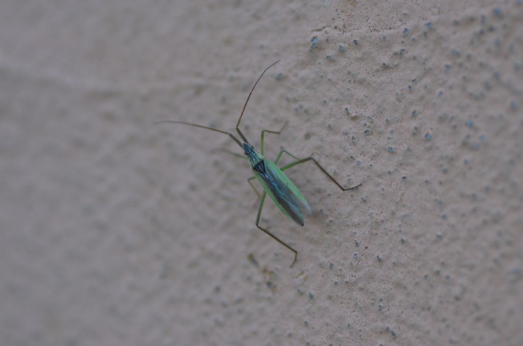 Miridae:  Notostira cfr. erratica