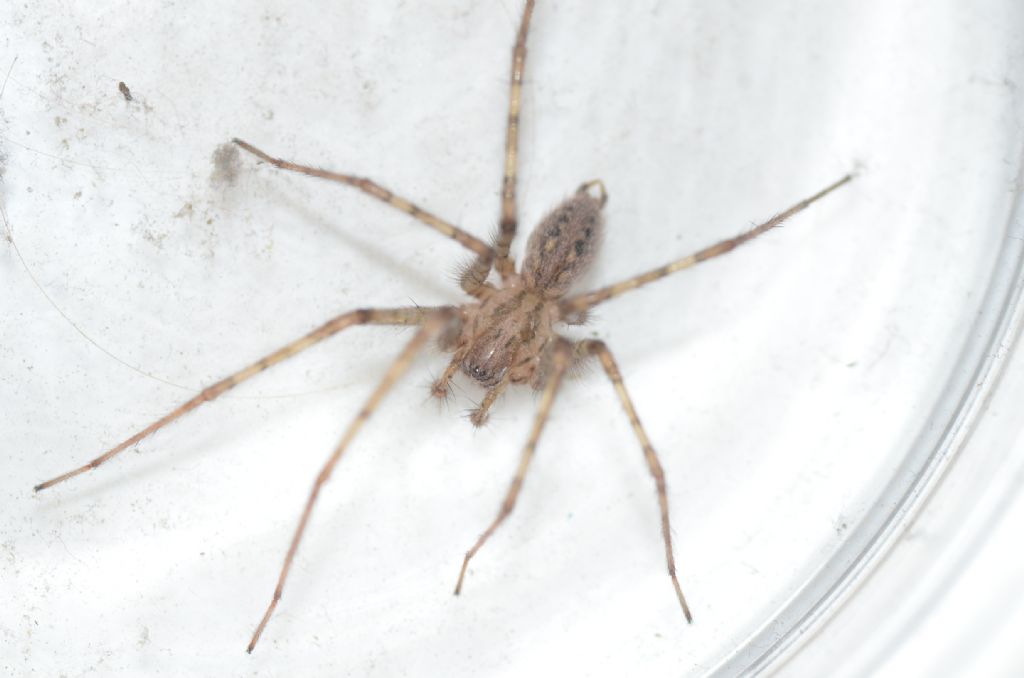 Agelenidae?  S, Tegenaria sp.