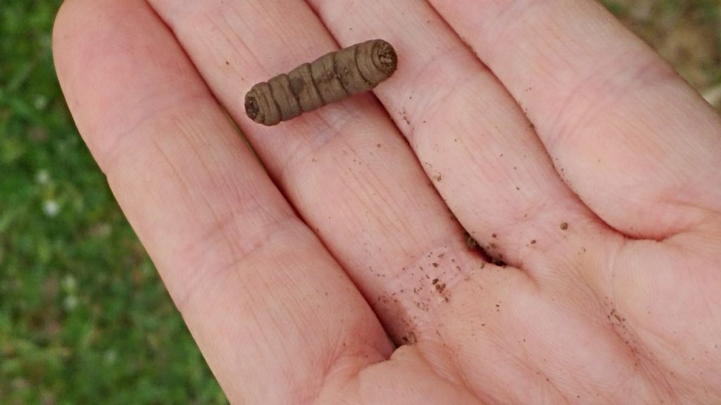 Aiuto per identificazione larva