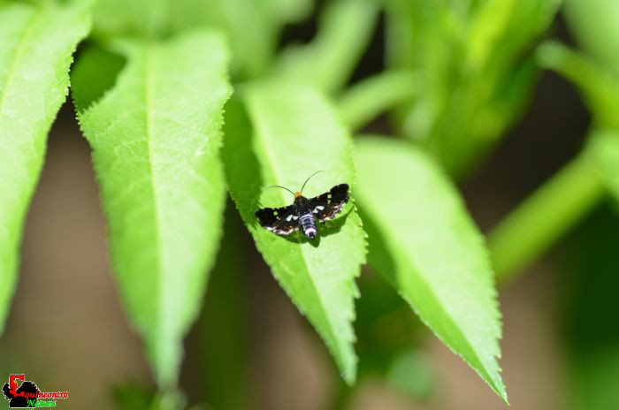 Thyris fenestrella conferma