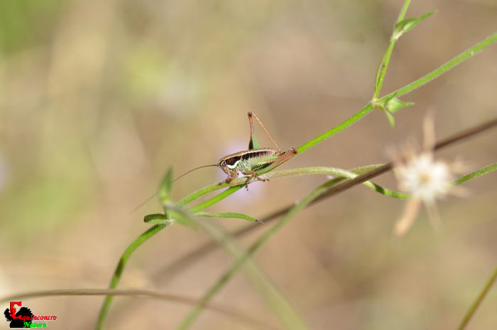 Eupholidoptera chabrieri?