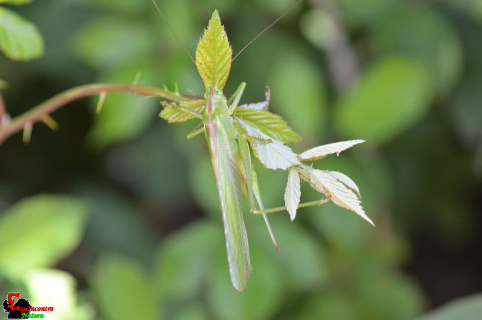 tettigonia viridissima?