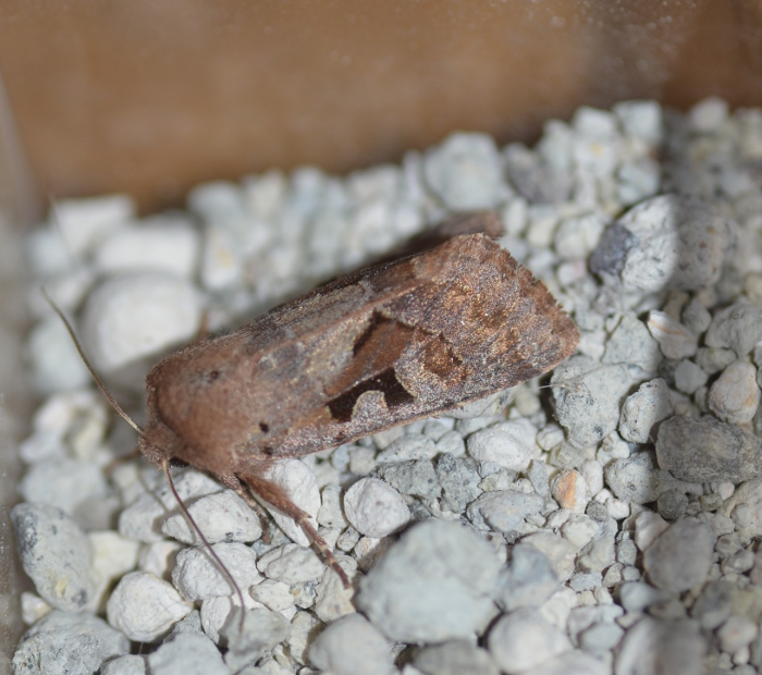 Conferma identificazione - Orthosia (Semiophora) gothica