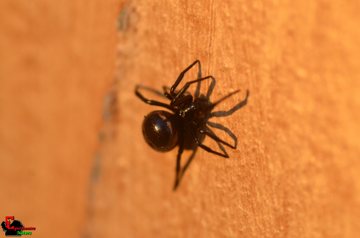 Steatoda paykulliana - Rocca Priora (RM)