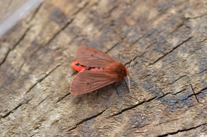 identificazione falena