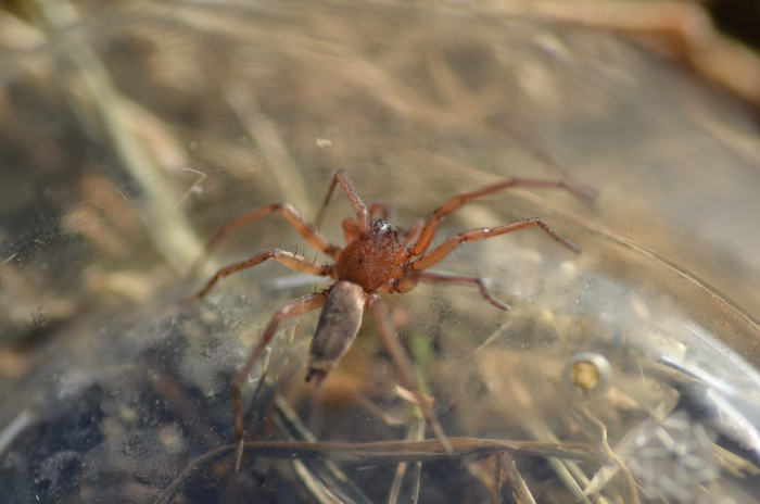 Drassodes sp. - Rocca Priora (RM)