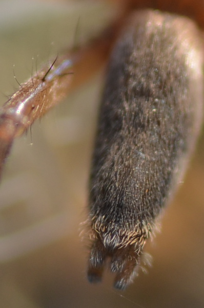 Drassodes sp. - Rocca Priora (RM)