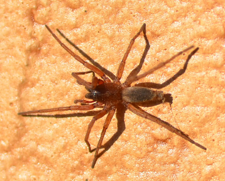 Drassodes sp. - Rocca Priora (RM)