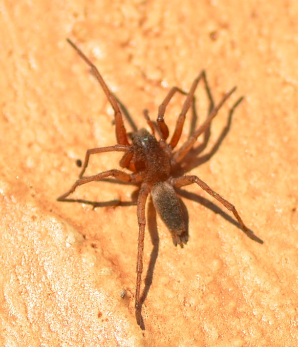 Drassodes sp. - Rocca Priora (RM)