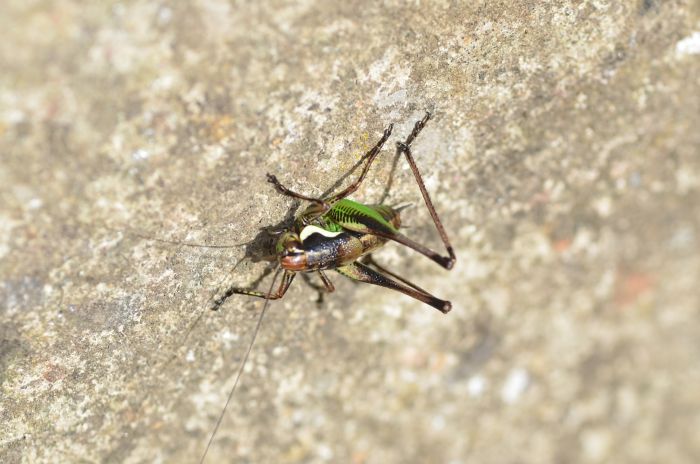 Eupholidoptera cfr. magnifica?