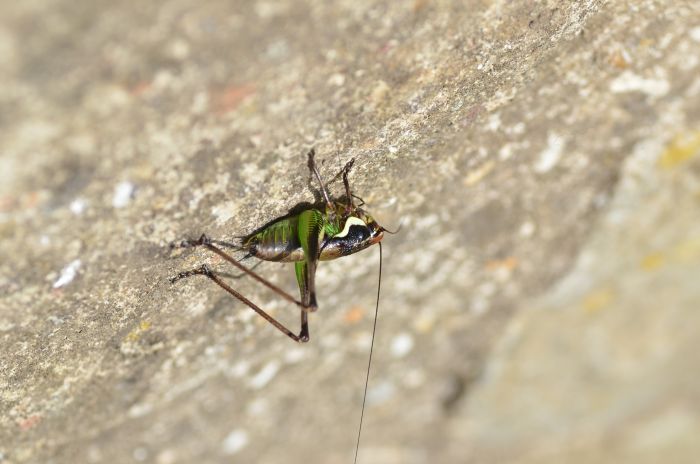 Eupholidoptera cfr. magnifica?