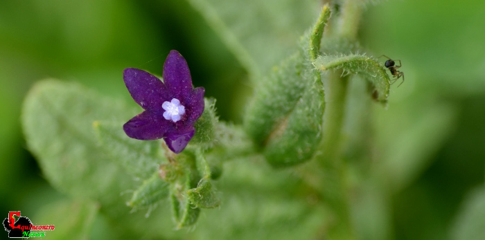 anchusa sp?