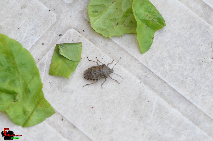 Pentatomidae: Rhaphigaster nebulosa