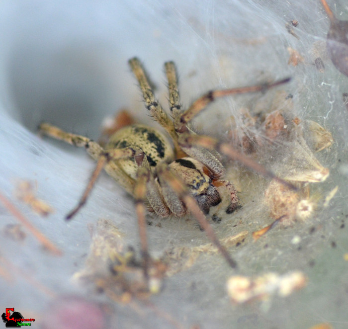 Agelena labyrinthica - Rocca Priora (RM)