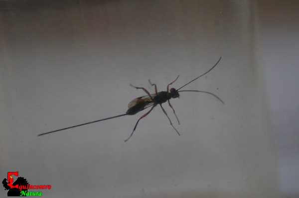 Ichneumonidae xoridae?