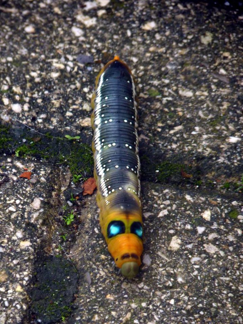 Daphnis nerii