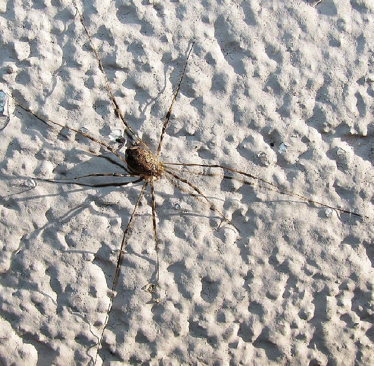 Opiliones from Istanbul