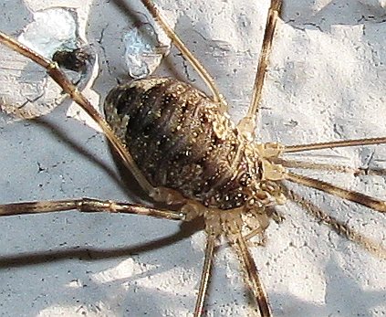 Opiliones from Istanbul