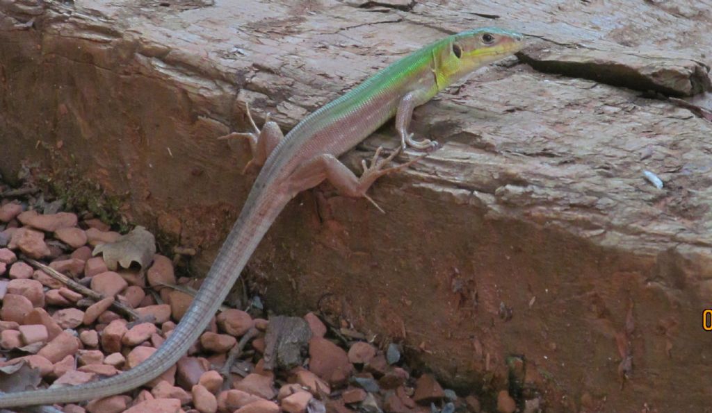 Lacerta viridis, Istanbul