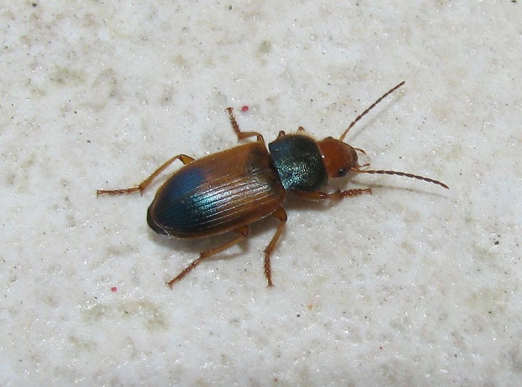 Diachromus germanus, Carabidae