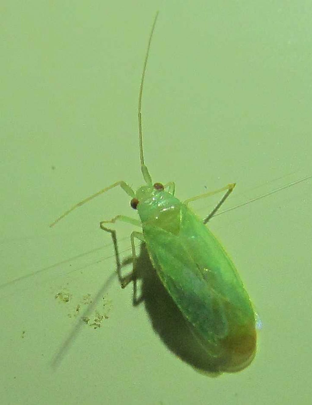 Miridae. Brachynotocoris cyprius (cf.)