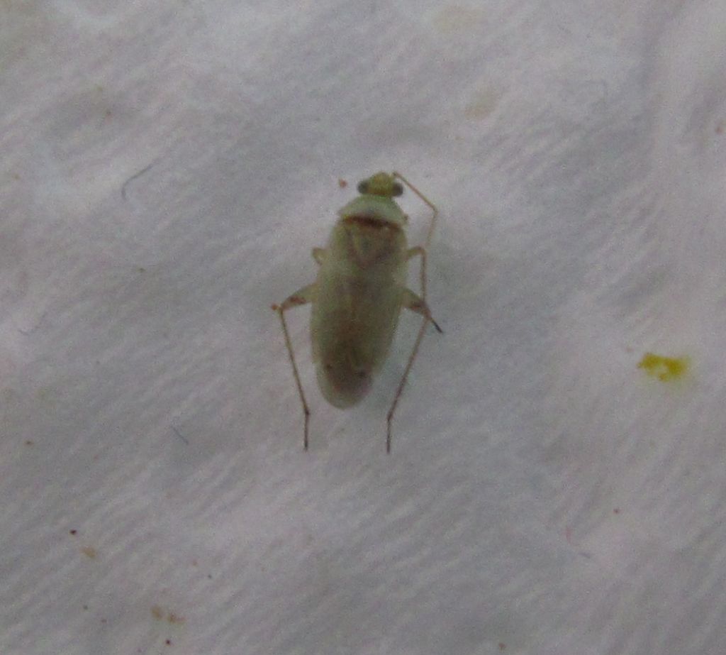 Miridae:Plagiognathus bipunctatus  (Nevsehir - Turchia)