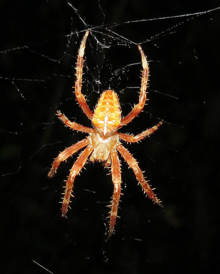 Araneus diadematus - Istanbul